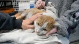 After Happy Cat fire on Long Island, volunteers scramble to find care for cats