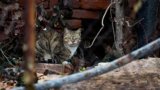 Stray cats in your backyard? Where to take them, according to vets