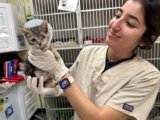 Vet care and cat services expanding in Redwood City