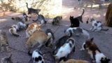 How Community Cat Advocacy Team of Springfield is helping local cats