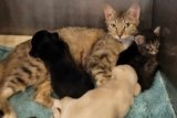 Mom Cat Takes In Orphaned Puppies As Her Own at Texas Animal Shelter