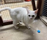 Cat dumped with note saying ‘please take care of Daisy she is an amazing friend’