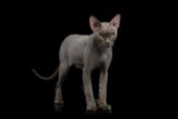 Grey Sphynx Cat: Info, Pictures, Care & Traits