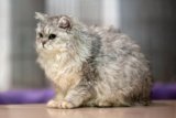 Selkirk Rex Longhair: Pictures, Care, Traits & Info
