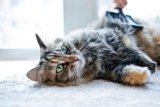 10 Ways to Keep Your Cat Healthy, According to a Vet