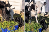 Cat’s Attempt at Blending in With Cows Sparks Delight: ‘Sharing Is Caring’