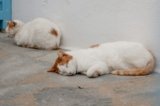 Ask the expert: Understanding managed vs. unmanaged cat colonies