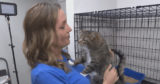 A “Purr-fect” place for neglected cats to get the help and care they need | KD Sunday Spotlight