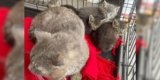They assume stray cat with kittens is mum until shelter makes surprise discovery