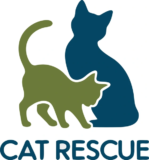 How Toledo’s Cat Cafés and Rescues Are Reshaping Feline Care